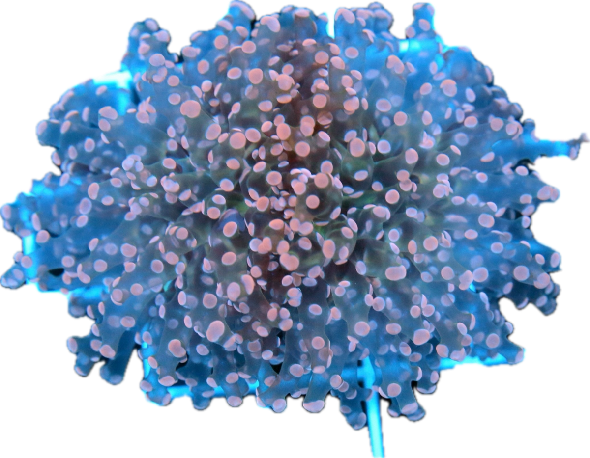 Frogspawn-Indo