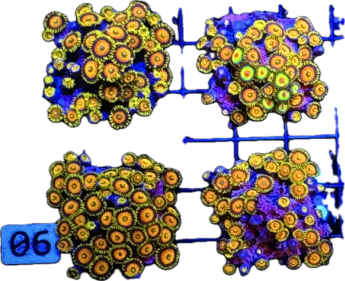 Scrambled Egg Zoa