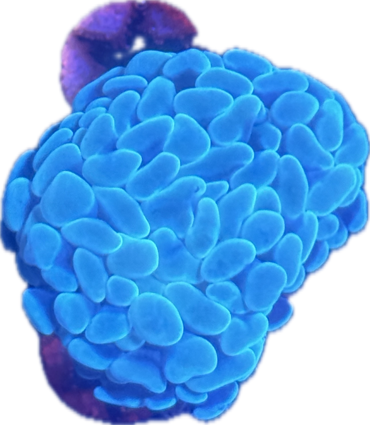 Branching Hammer Frag
