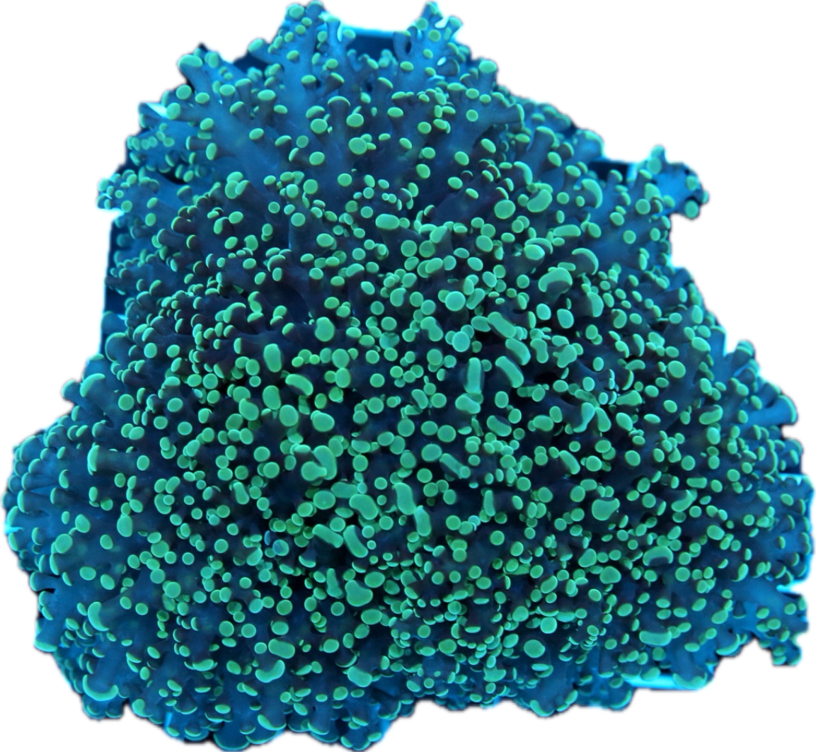 Frogspawn