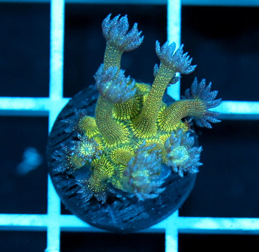 Gonipora Ultra - Glitter frag