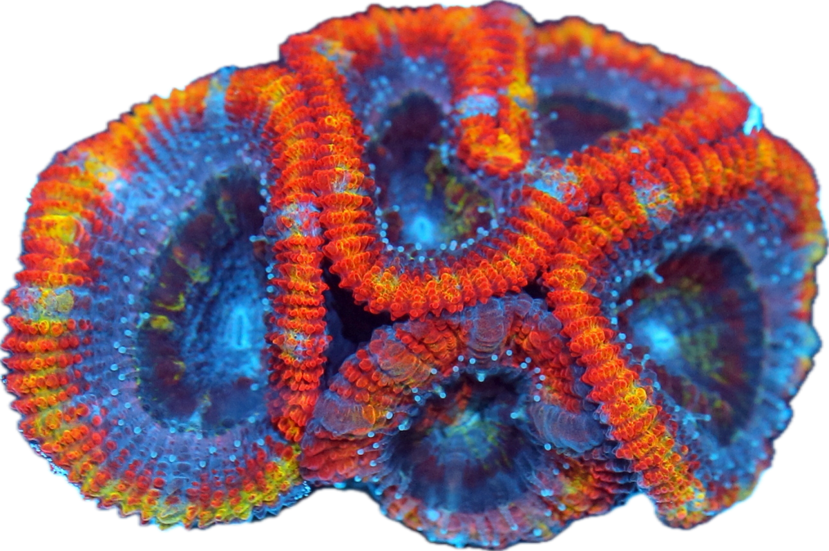 Acan- Small