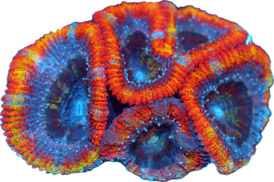 Acan- Small