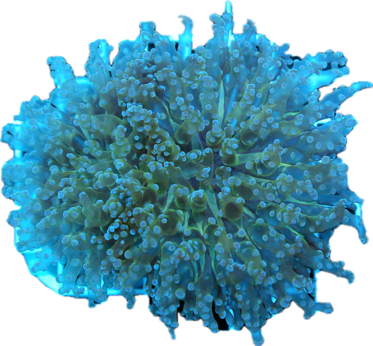 Frogspawn-Indo