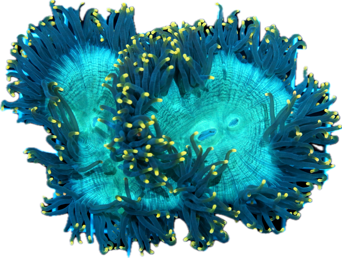 Elegance Coral -Yellow Tip
