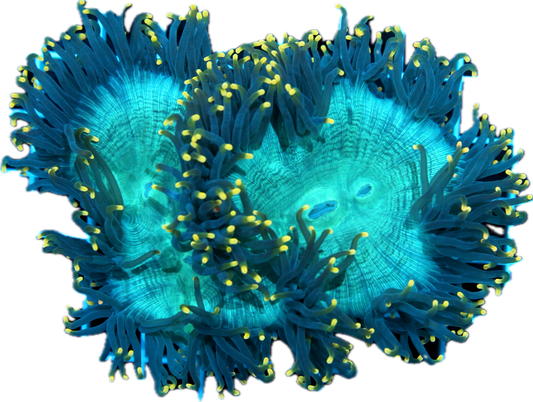 Elegance Coral -Yellow Tip