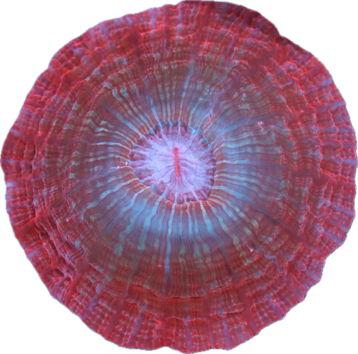 Red Cynarina