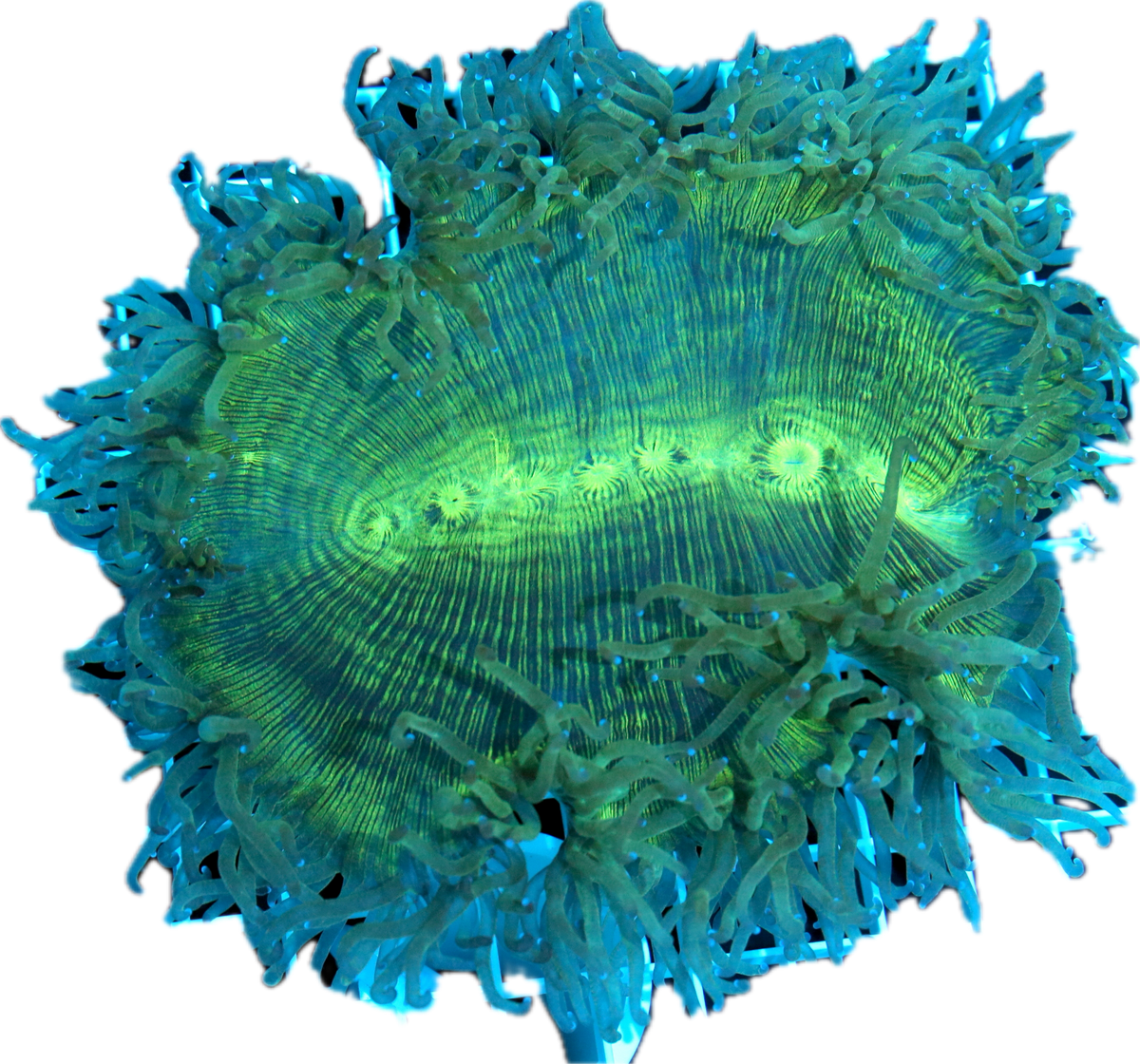 Elegance Coral