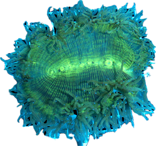 Elegance Coral