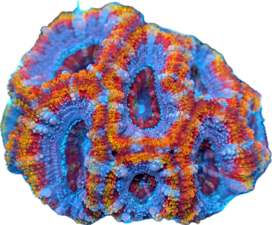 Acan-Small