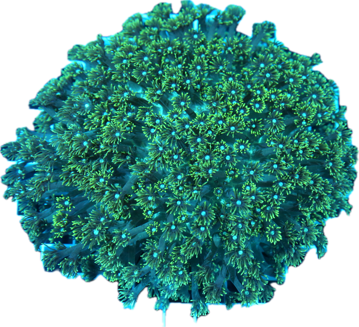 Gonipora