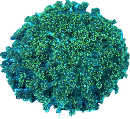 Gonipora
