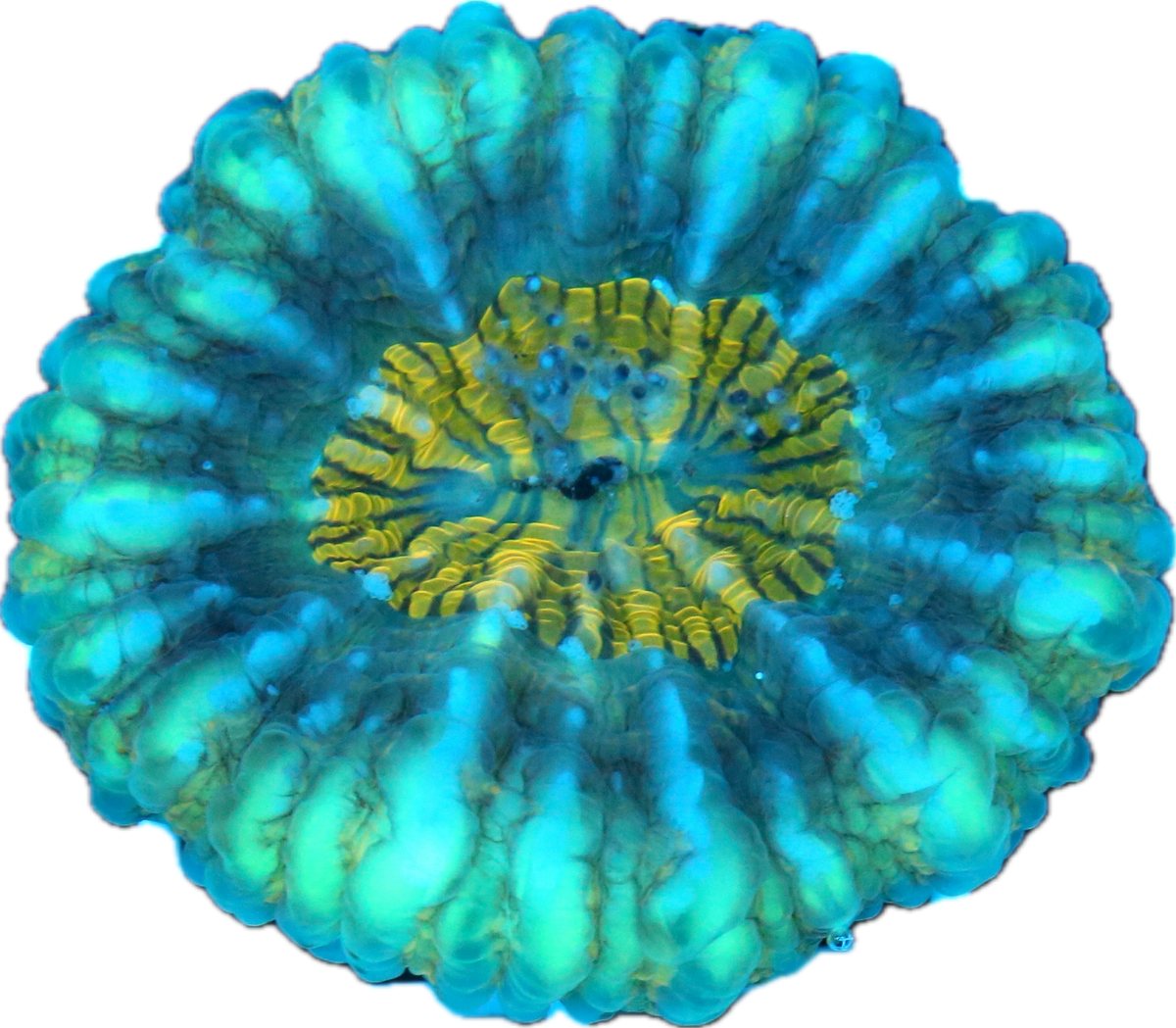 Cynarina