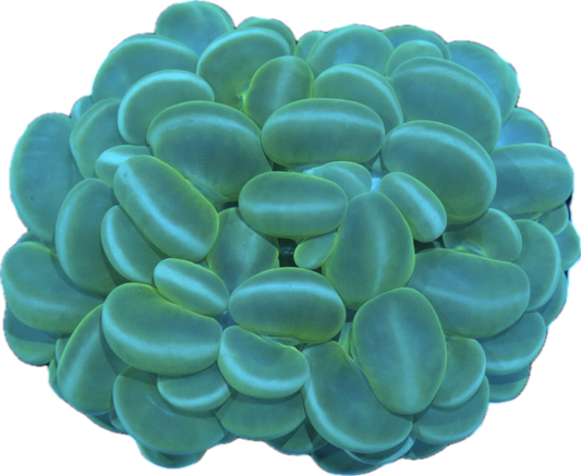 Bubble Coral