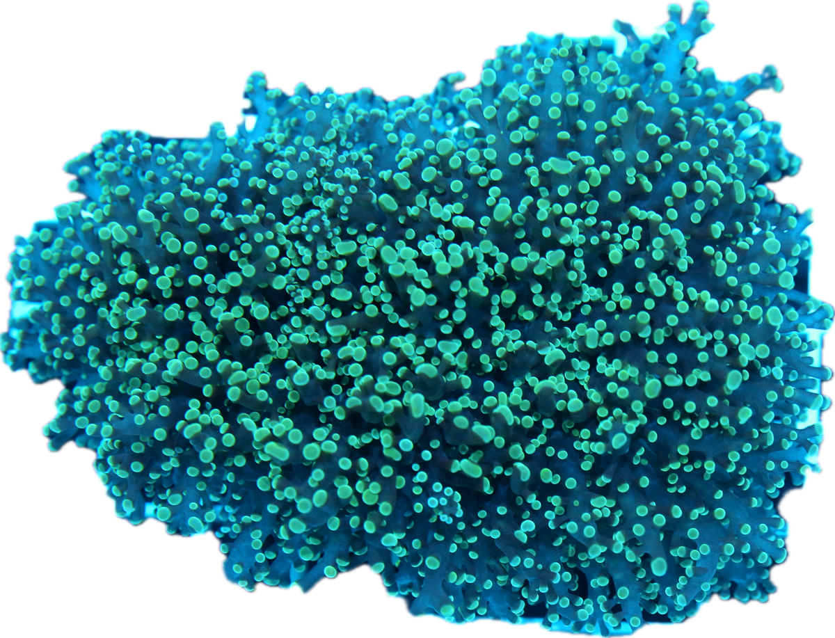 Frogspawn