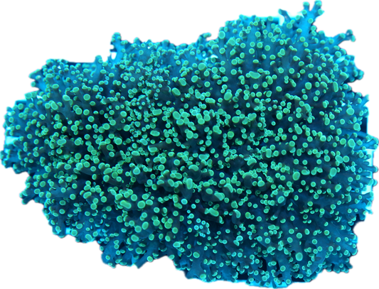 Frogspawn