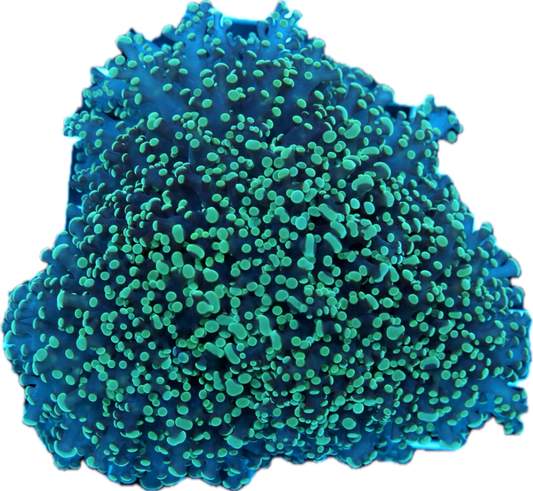 Frogspawn