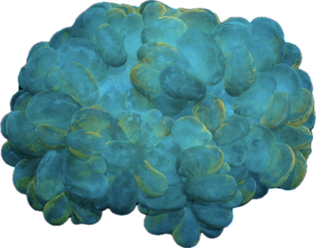 Indo Bubble Coral