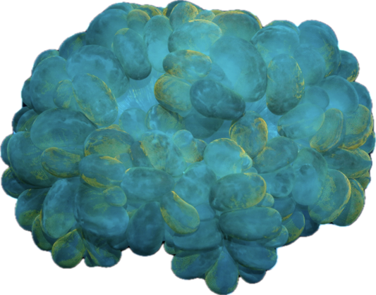 Indo Bubble Coral